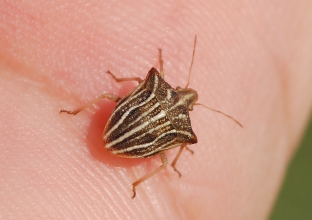 Graphosoma lineatum in sequenza
